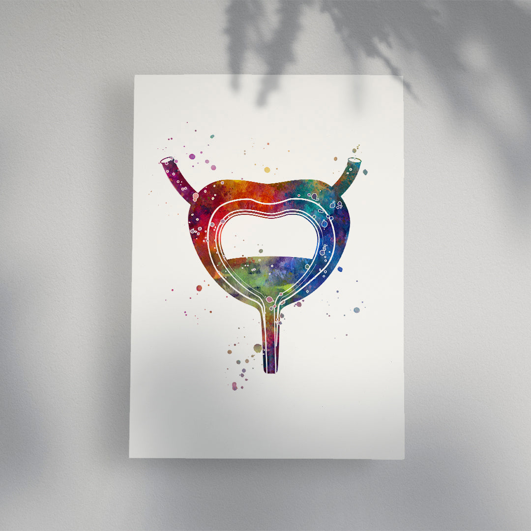 Bladder Anatomy Art Watercolor Print Urology Clinic Decor
