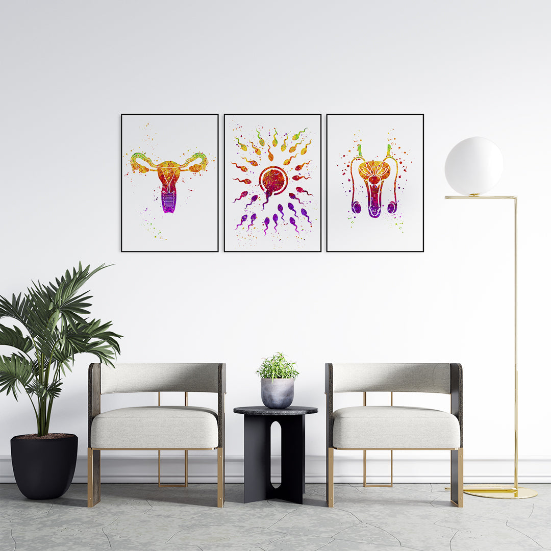 Male and Female Reproductive System Fertilization - Set of 3 Prints