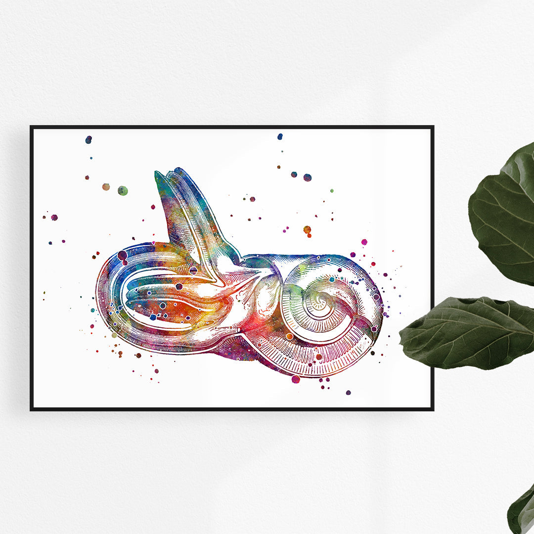 Ear Anatomy Set of 4 Prints - Audiology Wall Art
