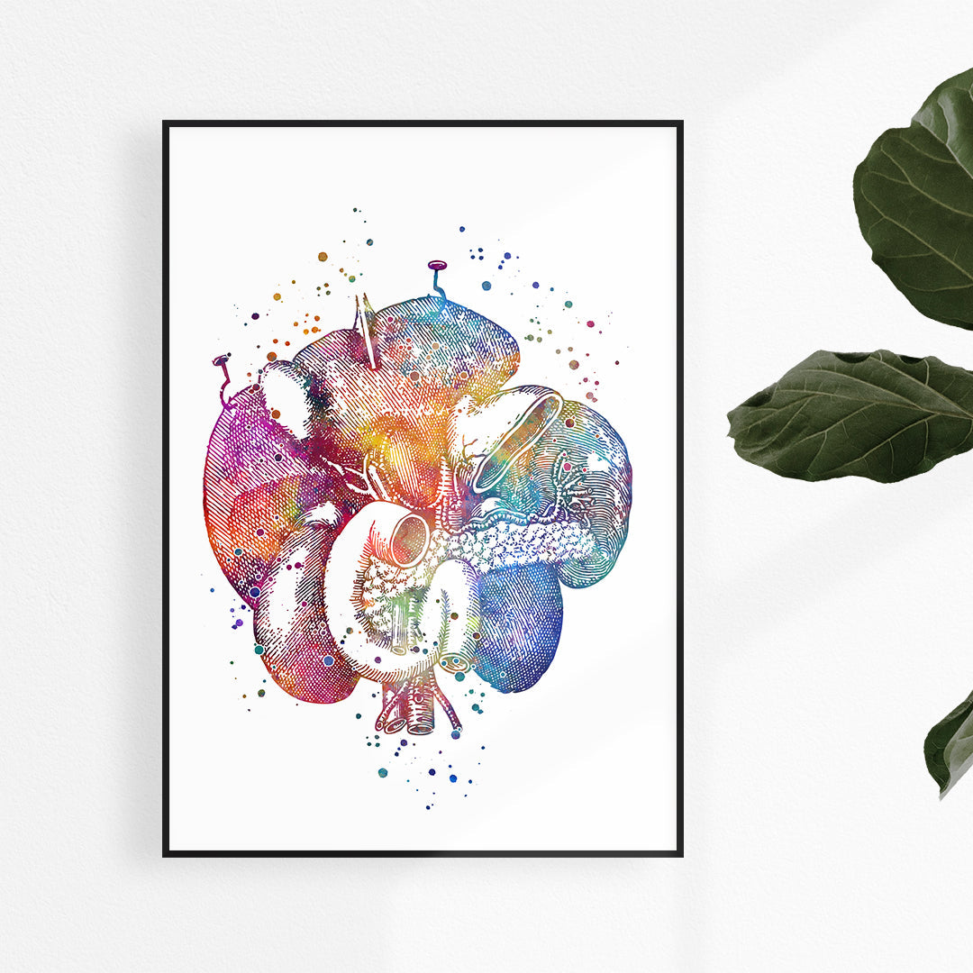 Duodenum Human Internal Organs Watercolor Art Print