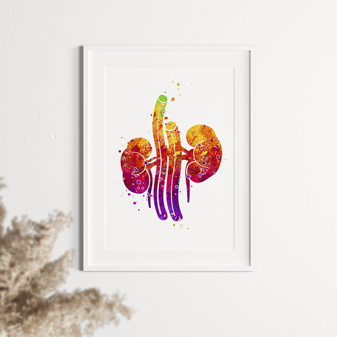 Anatomy Art Print - Urology Decor Kidneys Watercolor Poster