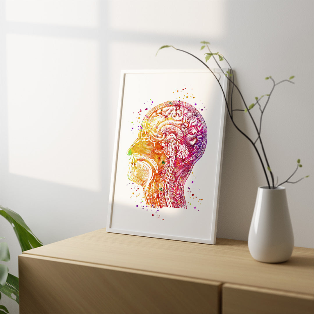 Human Head Longitudinal Section Watercolor Print