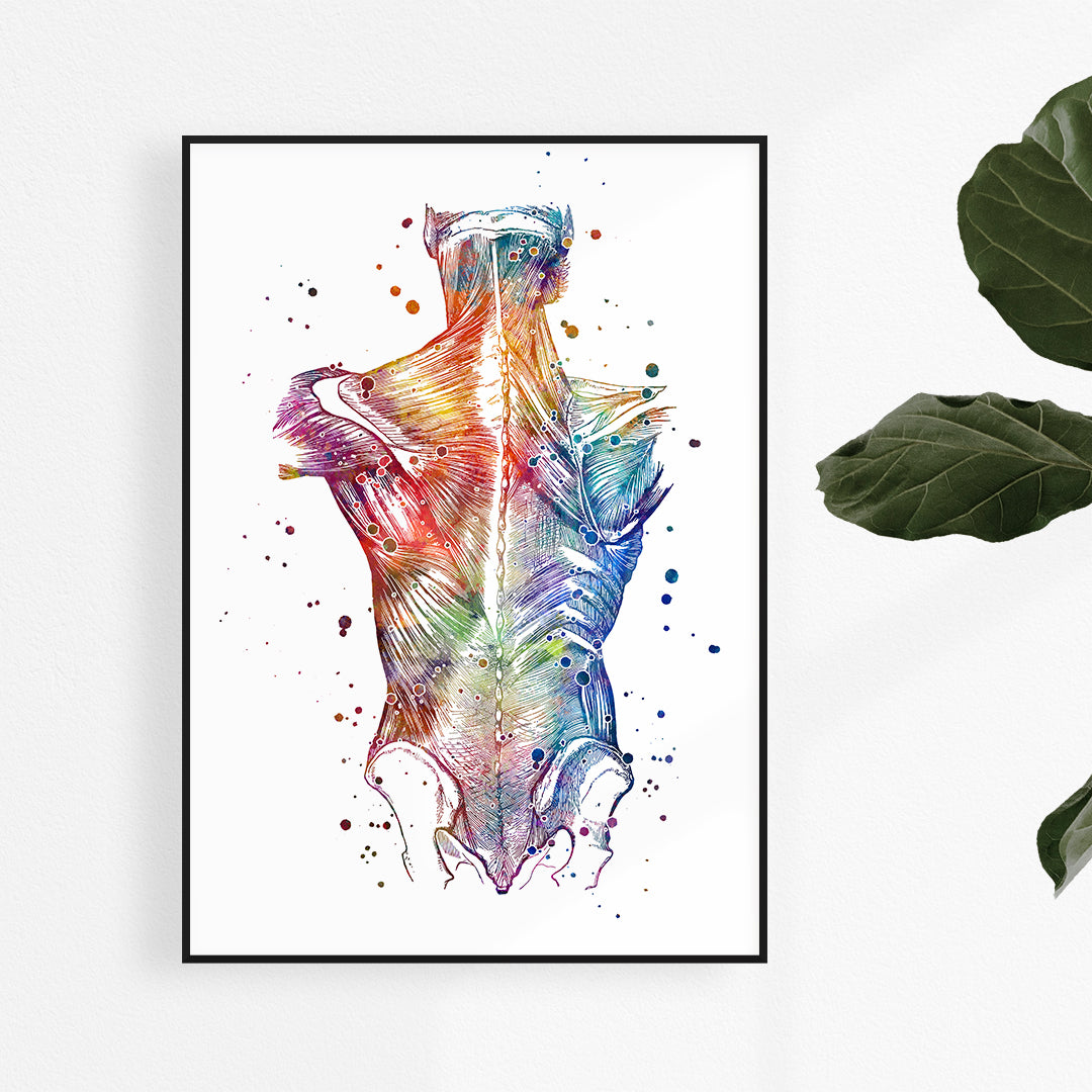 Back Muscles Anatomical Watercolor Art Print