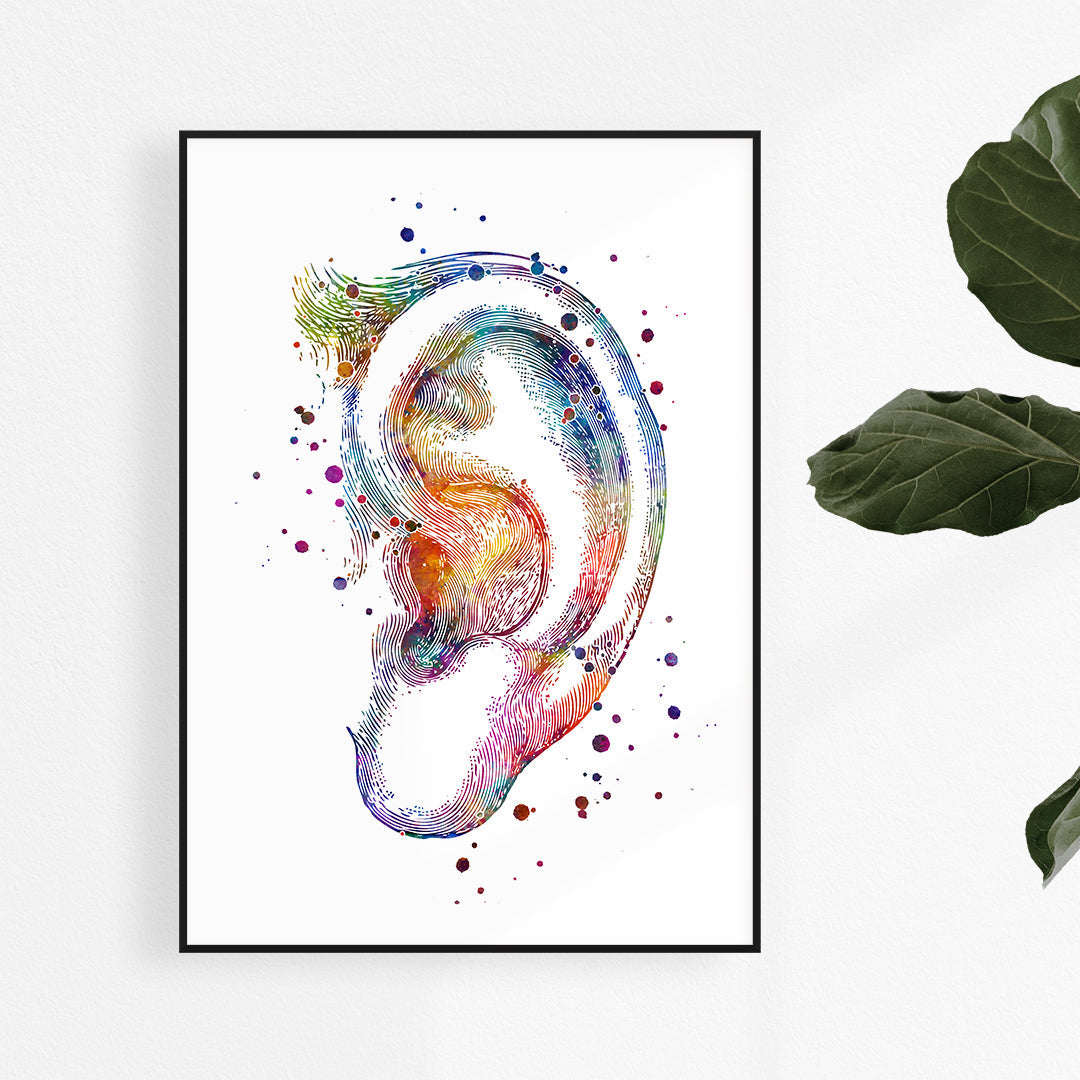Ear Anatomy Set of 4 Prints - Audiology Wall Art