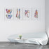 Anatomical Set of 4 Colorful Prints - Physiotherapist Office Decor