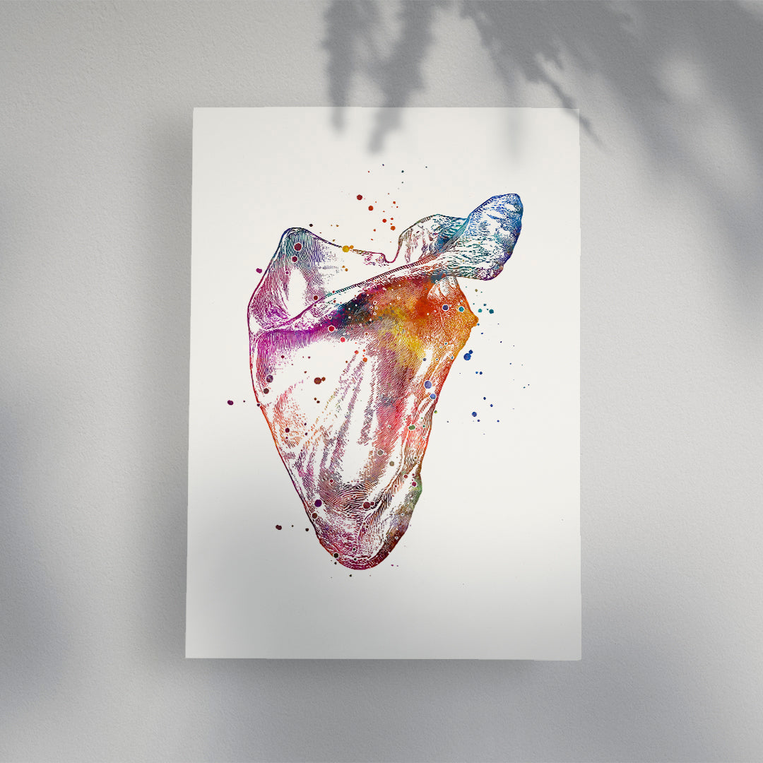 Human Scapula Print, Anatomical Watercolor Artwork