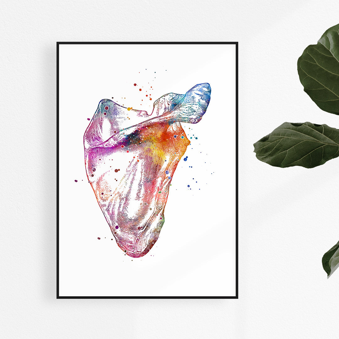 Human Scapula Print, Anatomical Watercolor Artwork