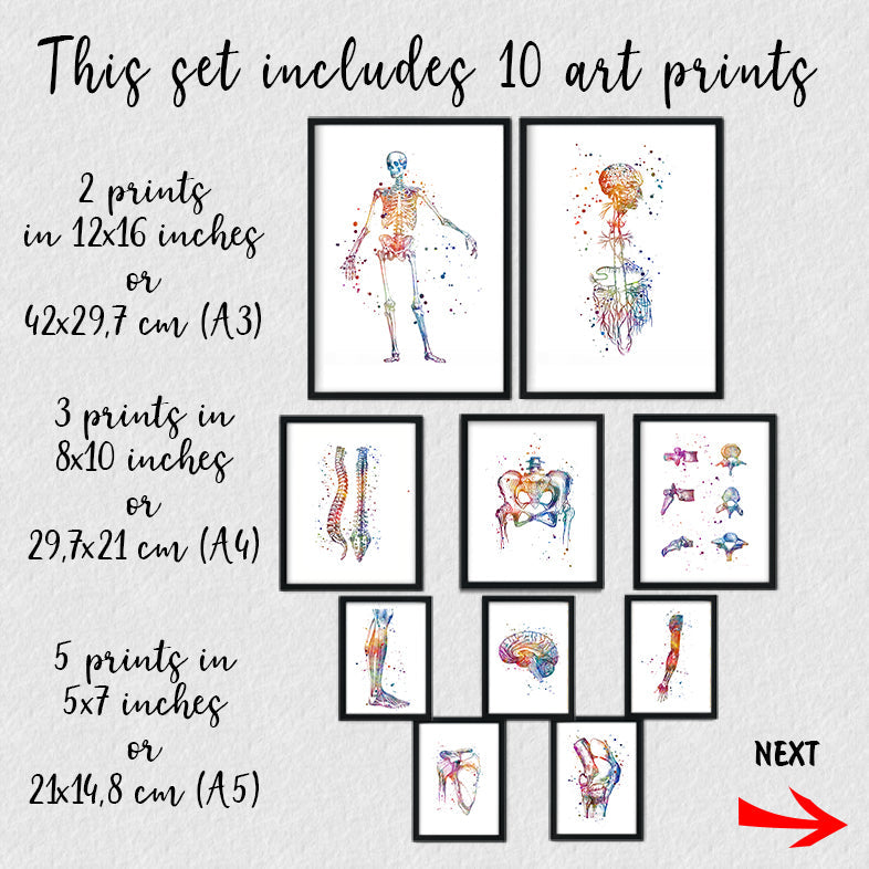 Chiropractic Wall Art – Set of 10 Anatomy Prints