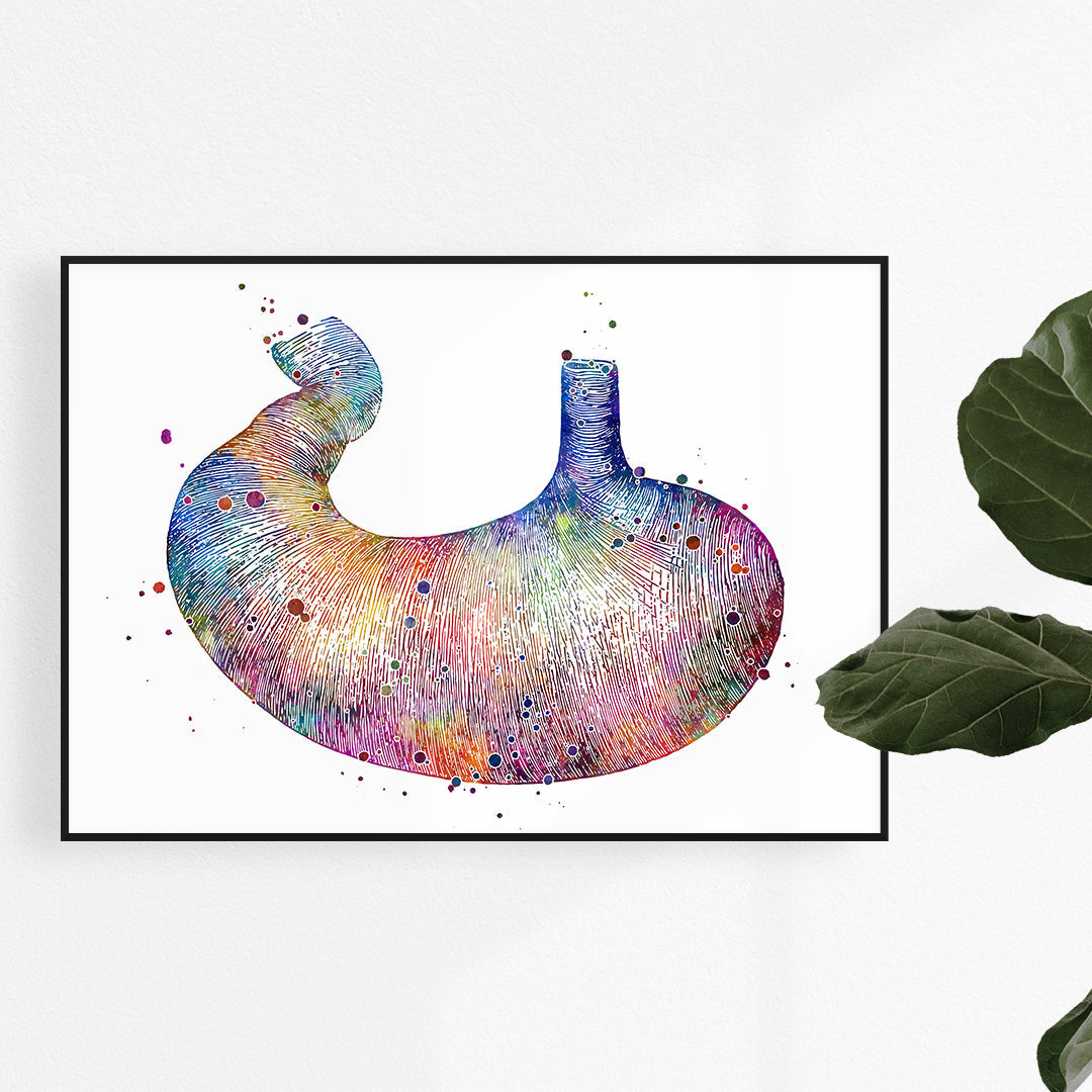 Human Stomach Anatomical Watercolor Art Print