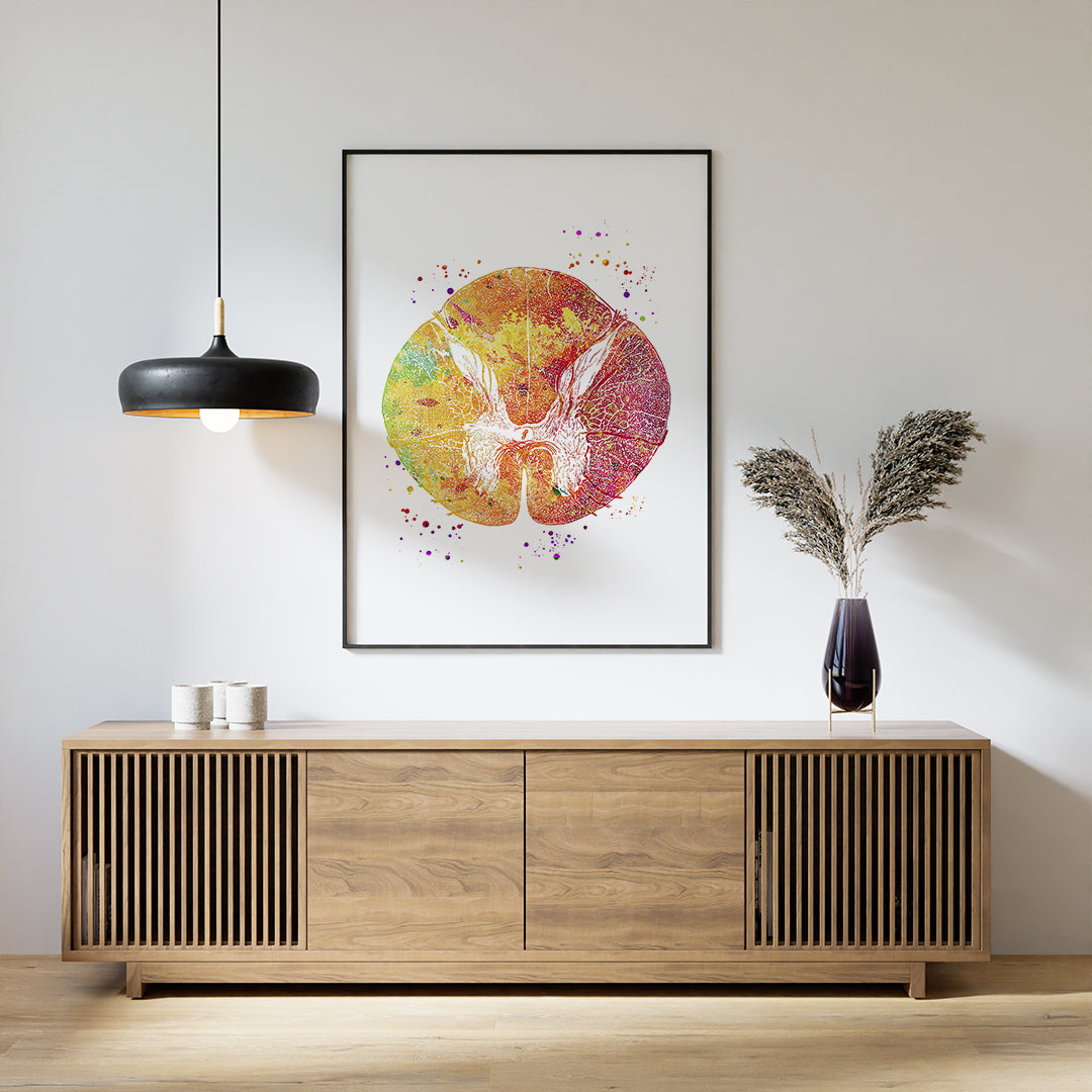 Thoracic Vertebrae Spinal Cord Cross-Section Anatomy Art Print