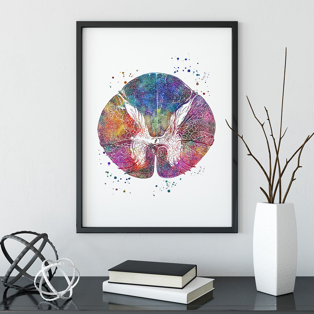 Thoracic Spinal Cord Cross Section Art Print