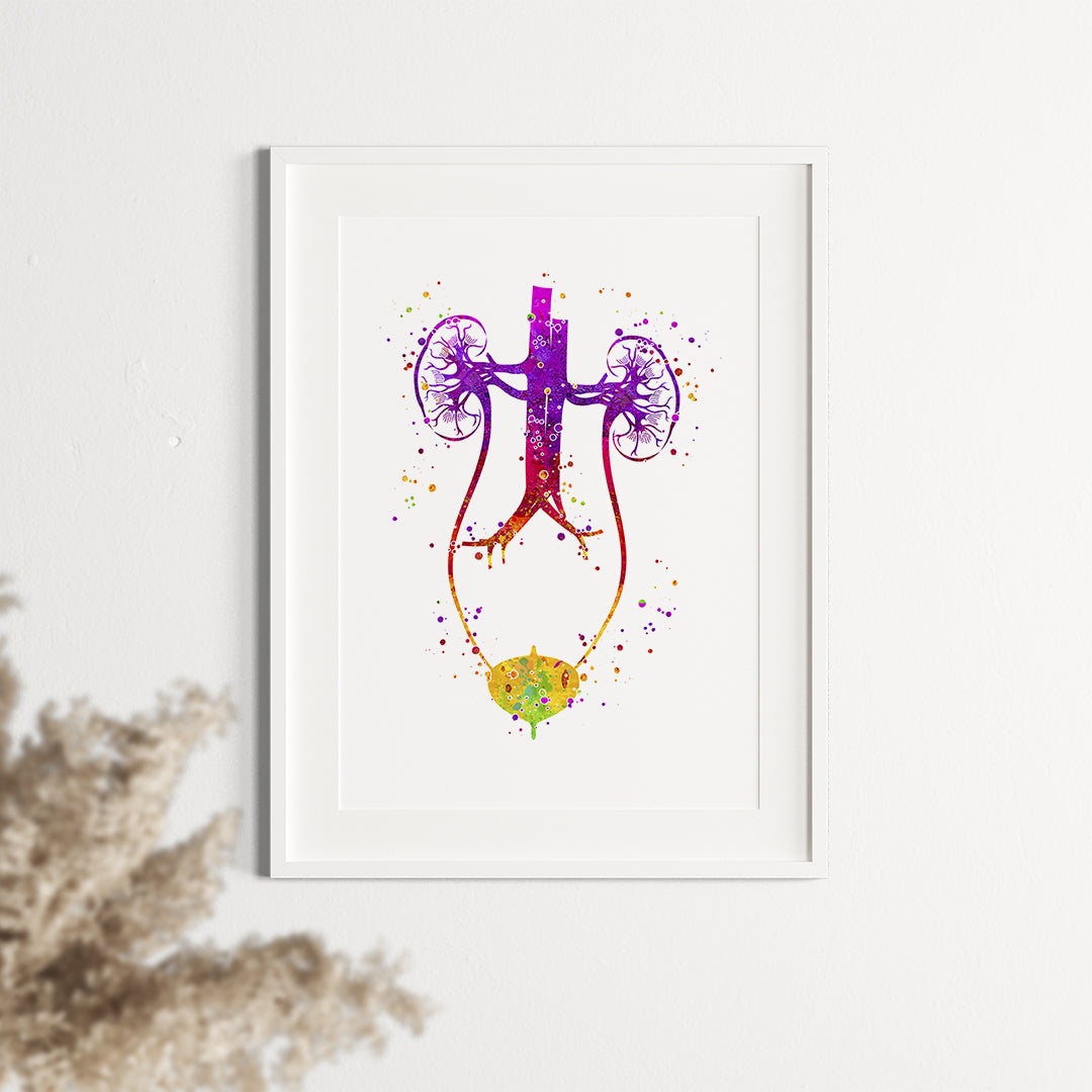 Anatomical Urology Illustration - Urinary Tract Watercolor Print