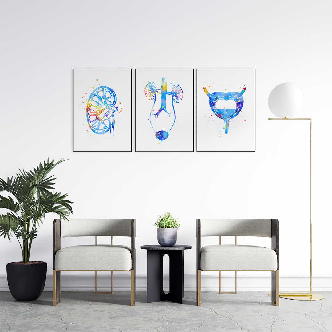 Medical Art for Urology Clinics - Set of 3 Watercolor Prints