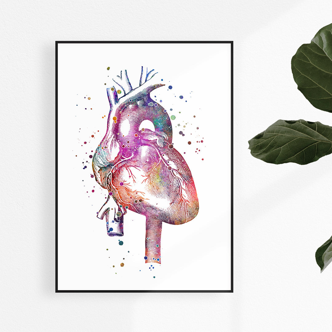 Anatomical Heart Watercolor Print