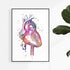 Anatomical Heart Watercolor Print