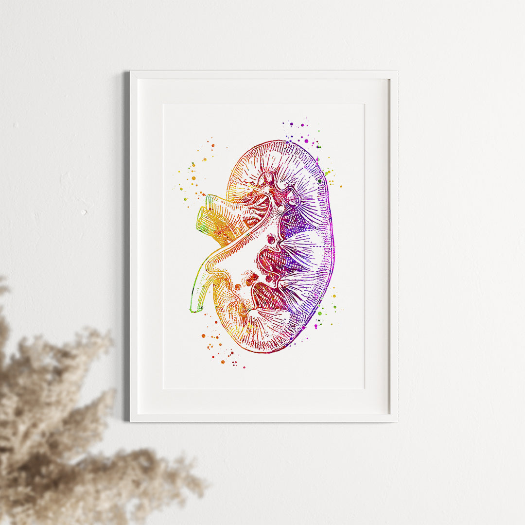 Kidney Art Poster for Urology & Nephrology Clinic Decor