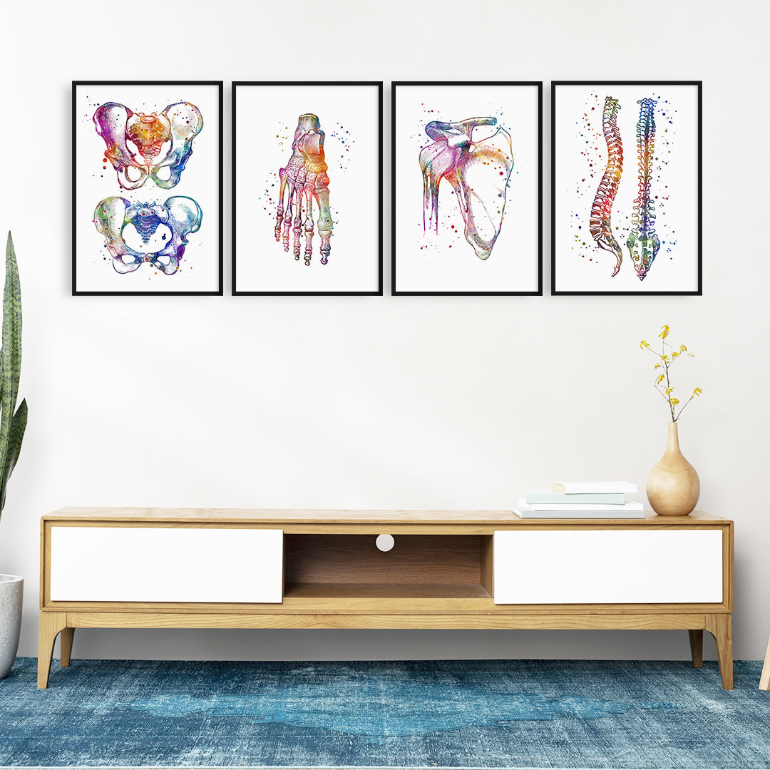 Anatomical Set of 4 Colorful Prints - Physiotherapist Office Decor