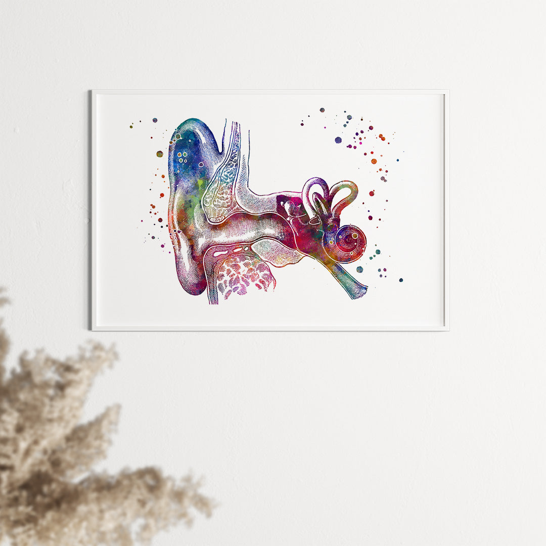 Ear Anatomy Print - Colorful Watercolor Artwork
