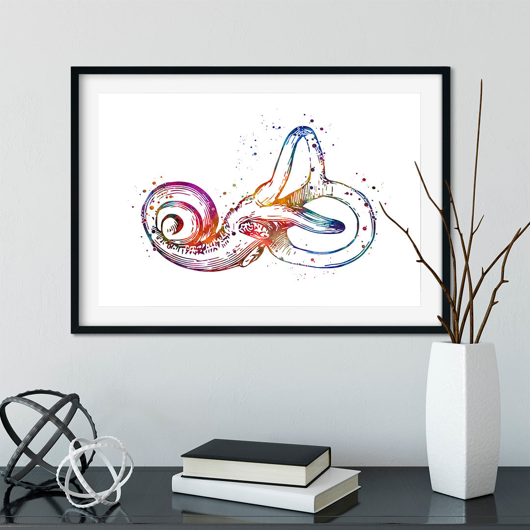Bony Labyrinth Art Print Otolaryngologist and ENT Decor