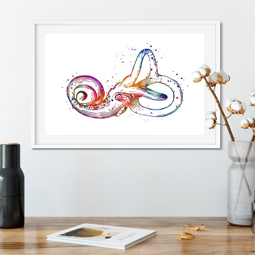 Bony Labyrinth Art Print Otolaryngologist and ENT Decor