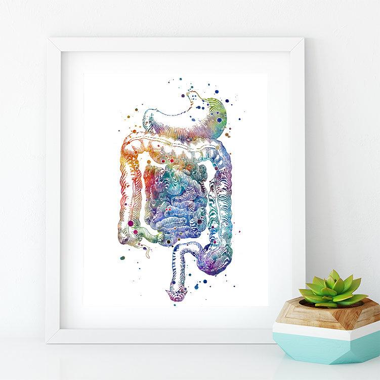 Digestive System Poster Internal Organs Anatomical Print