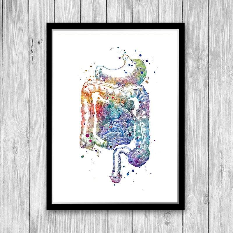 Digestive System Poster Internal Organs Anatomical Print