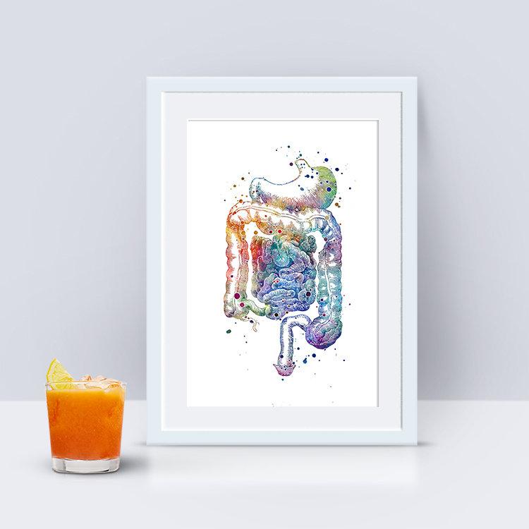 Digestive System Poster Internal Organs Anatomical Print