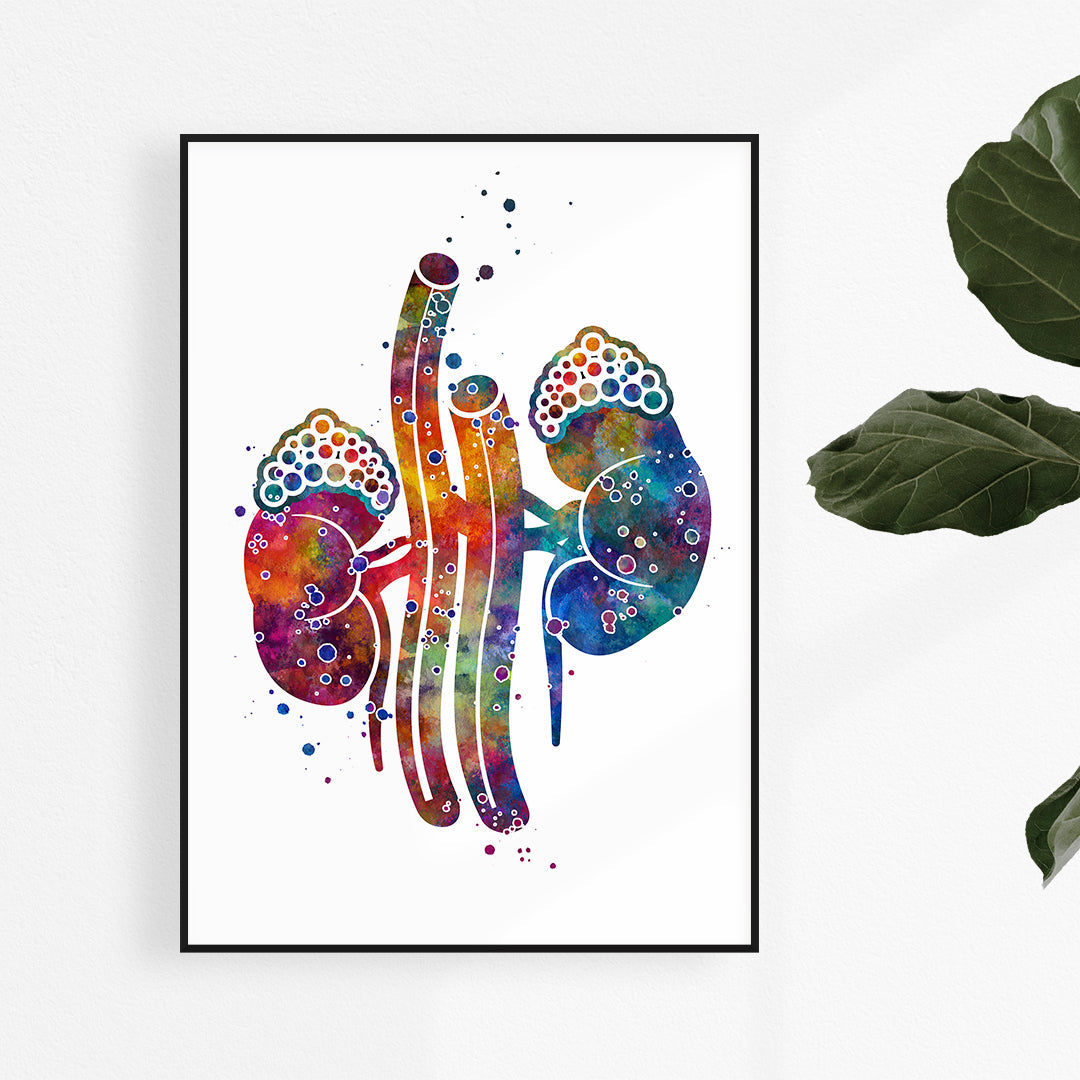 Kidney with Adrenal Gland Watercolor Art Print