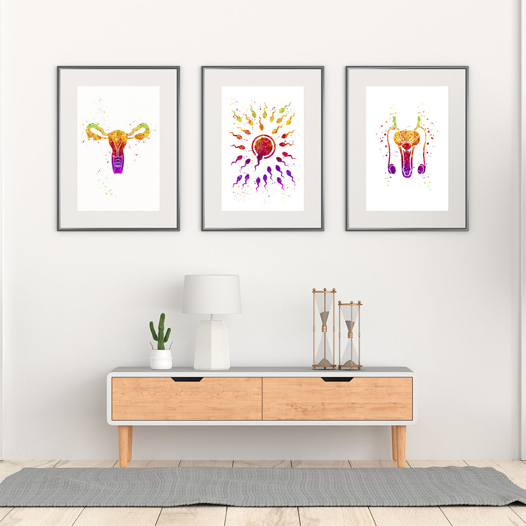 Male and Female Reproductive System Fertilization - Set of 3 Prints