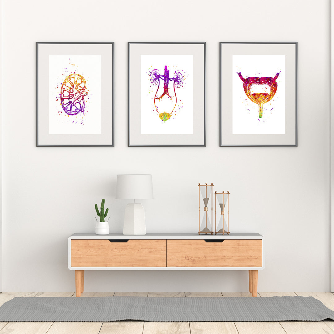 Set of 3 Urology Watercolor Anatomical Art Prints