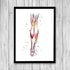 Muscles of the Lower Leg Anatomy Art Watercolor Print