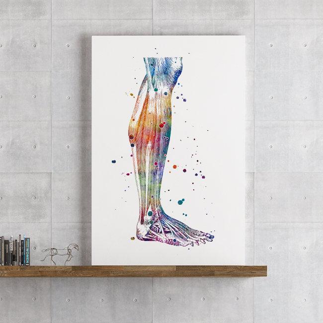 Human Lower Leg, Calf Muscles, Anatomy Art Watercolor Print