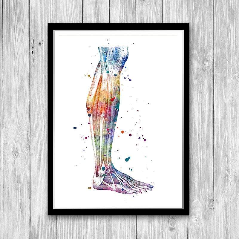 Human Lower Leg, Calf Muscles, Anatomy Art Watercolor Print