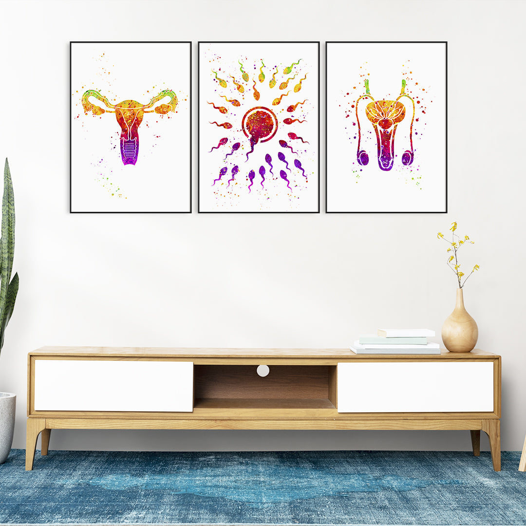 Male and Female Reproductive System Fertilization - Set of 3 Prints