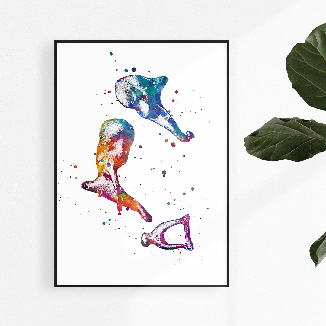 Human Ear Bones Anatomy Watercolor Art Print