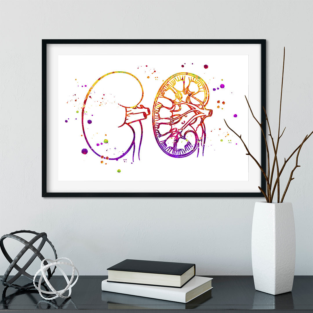 Urology Art Kidney Anatomy Watercolor Print