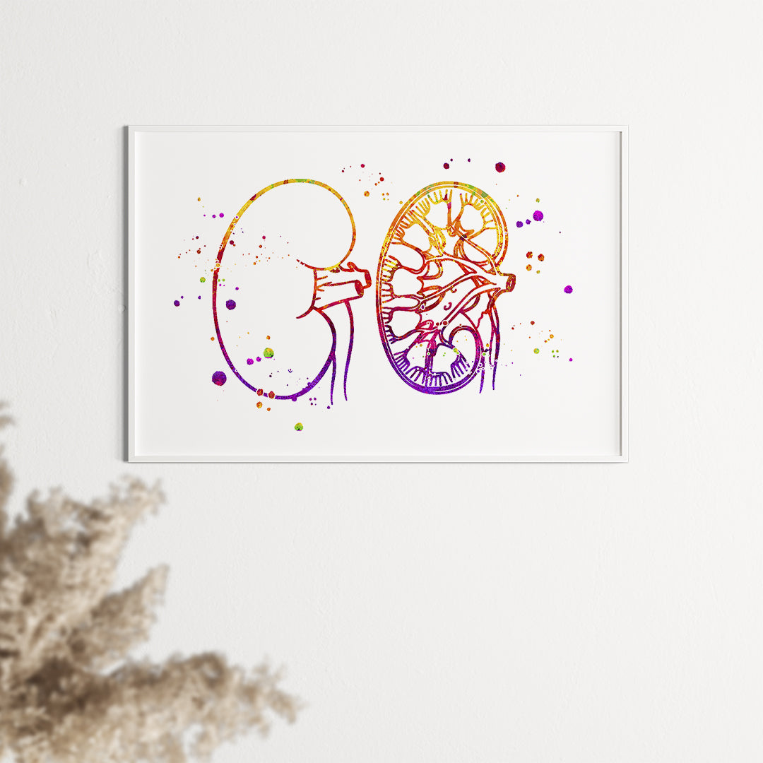 Urology Art Kidney Anatomy Watercolor Print