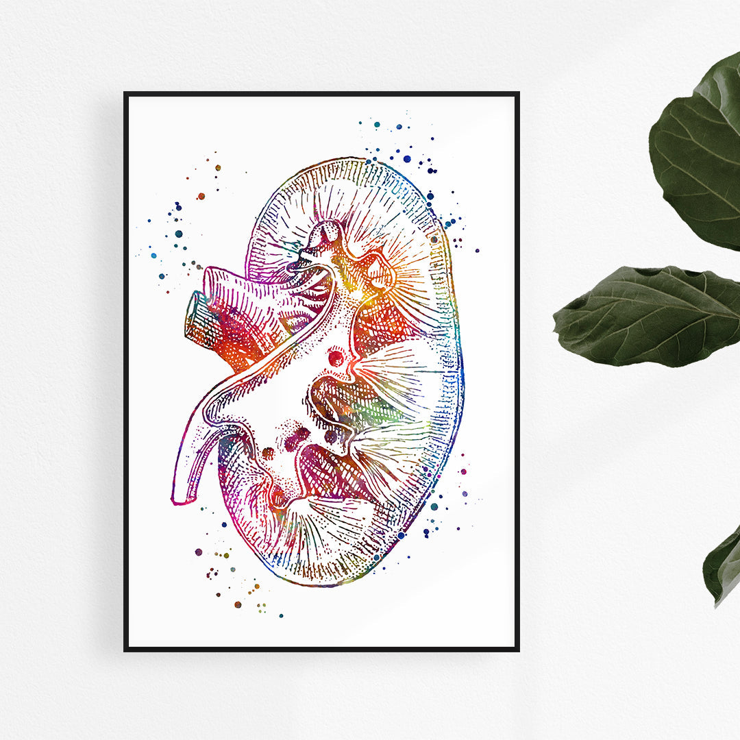 Kidney Cross Section Watercolor Anatomical Art Print