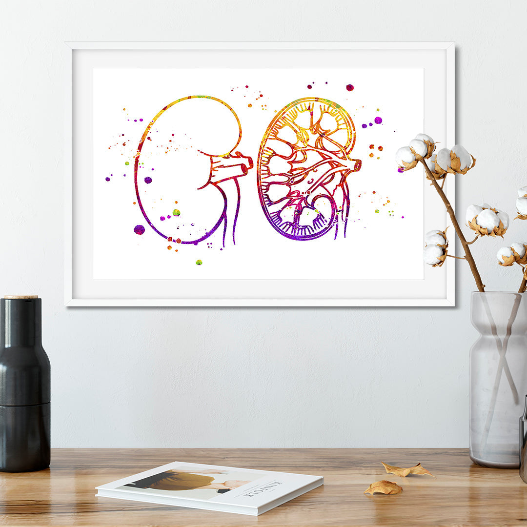 Urology Art Kidney Anatomy Watercolor Print