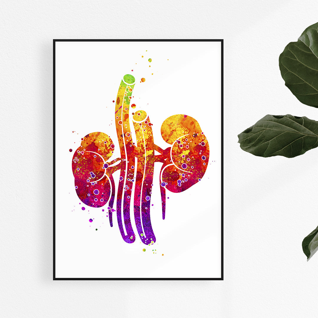 Anatomy Art Print - Urology Decor Kidneys Watercolor Poster