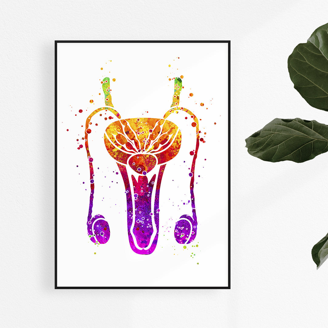Male Reproductive System Anatomy Art Print