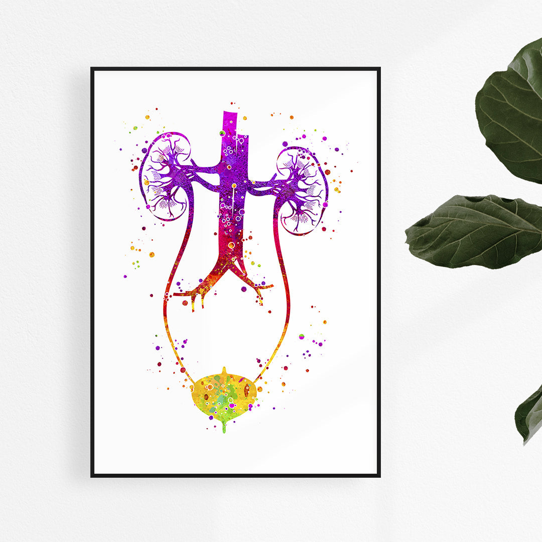 Anatomical Urology Illustration - Urinary Tract Watercolor Print
