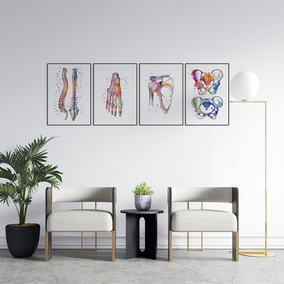 Anatomical Set of 4 Colorful Prints - Physiotherapist Office Decor