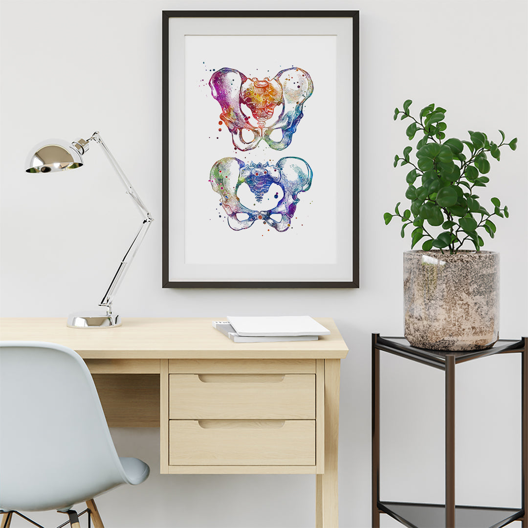 Male and Female Pelvis Anatomical Art Print