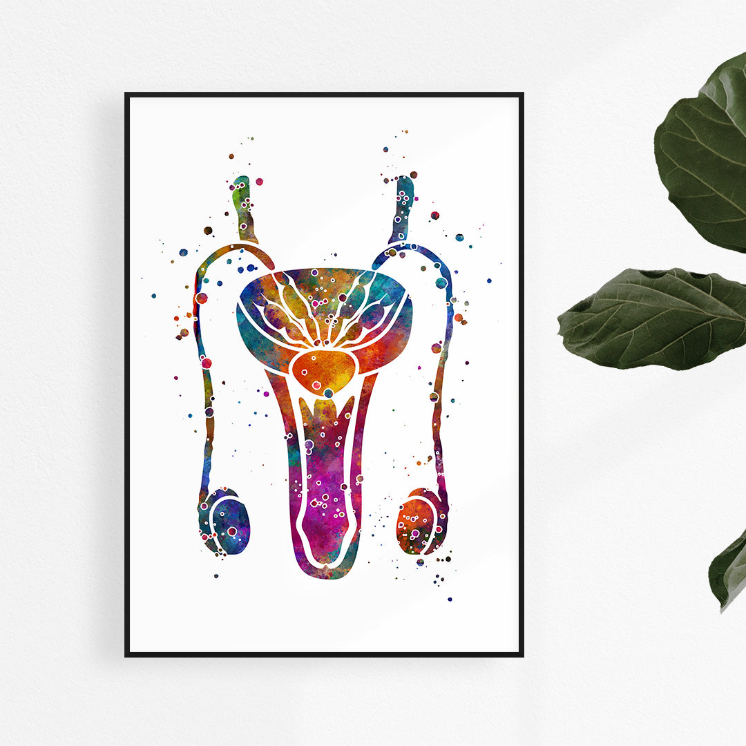 Male Reproductive System Anatomical Watercolor Art Print