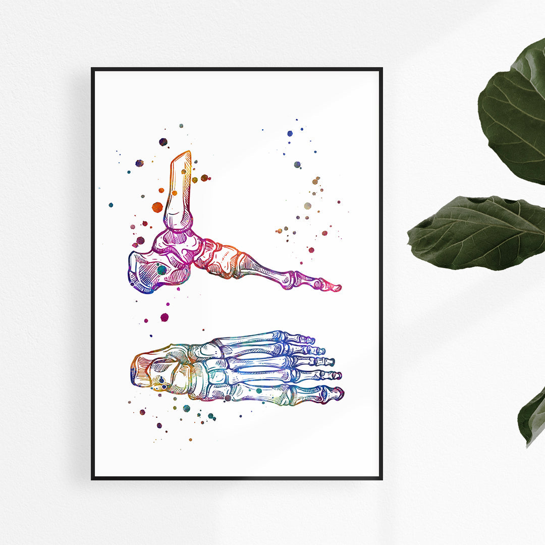 Foot and Ankle Bones Multicolored Anatomy Art Print