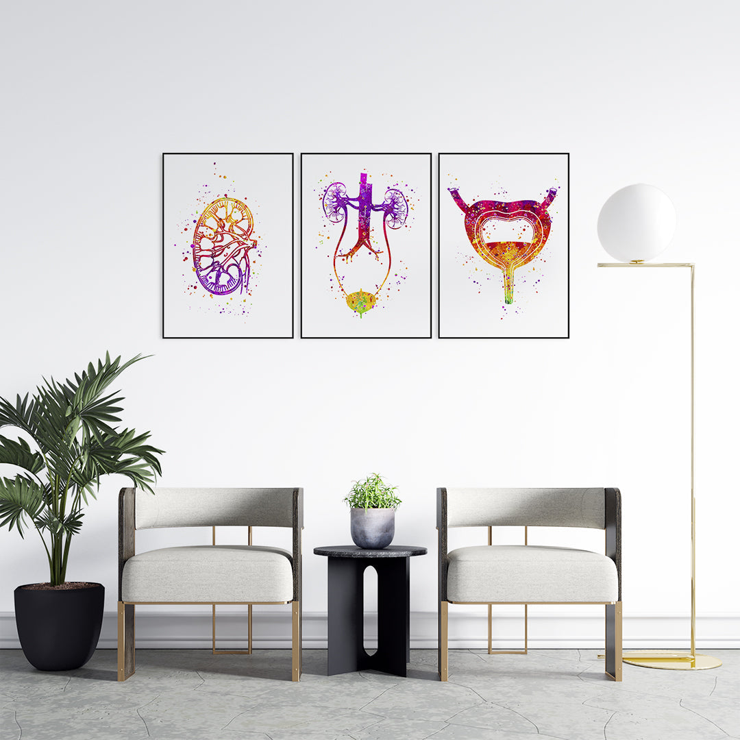 Set of 3 Urology Watercolor Anatomical Art Prints
