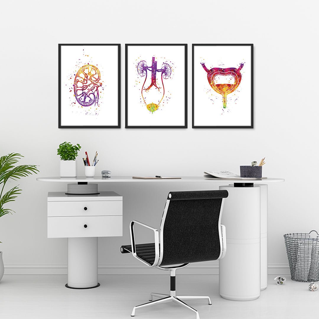 Set of 3 Urology Watercolor Anatomical Art Prints